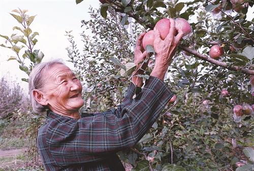 在“美丽经济”中奔小康 丰县王沟镇单楼村乡村振兴之路越走越宽